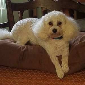 Meet your Posher, Patti